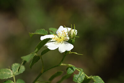 BUITEN BEELD Foto: 438820