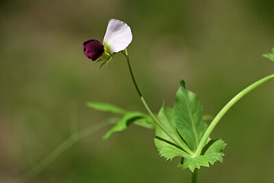 BUITEN BEELD Foto: 438922