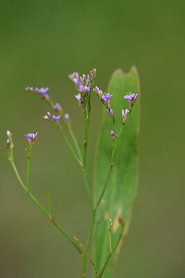 BUITEN BEELD Foto: 439374