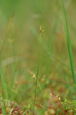 BUITEN BEELD Foto: 439407