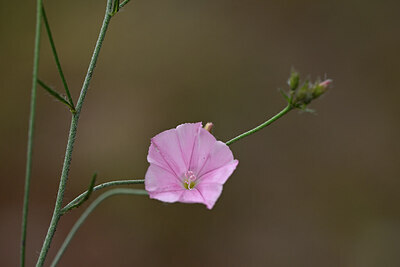 BUITEN BEELD Foto: 440092