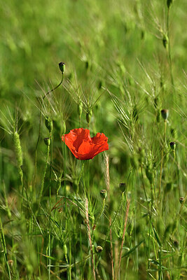 BUITEN BEELD Foto: 440911