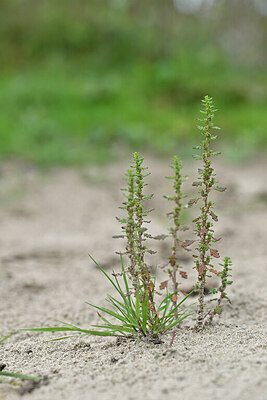 BUITEN BEELD Foto: 440935