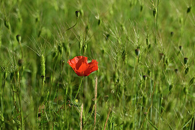 BUITEN BEELD Foto: 440977