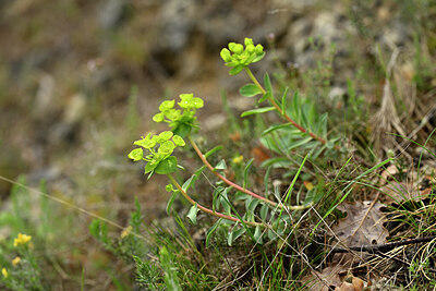 BUITEN BEELD Foto: 441026