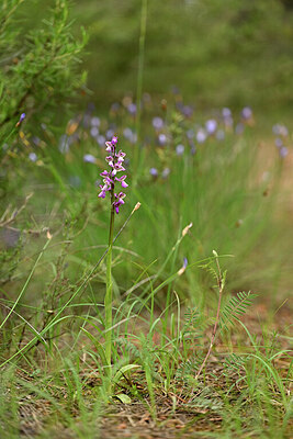 BUITEN BEELD Foto: 441047