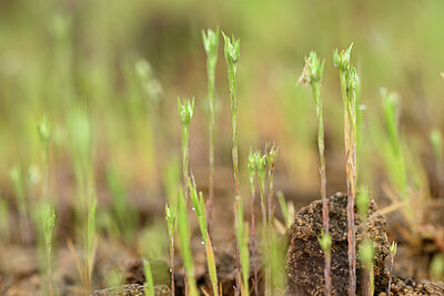 BUITEN BEELD Foto: 441168