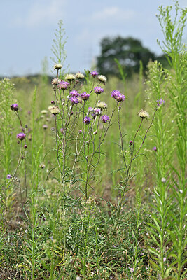 BUITEN BEELD Foto: 441516