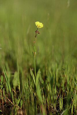 BUITEN BEELD Foto: 441840