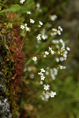 BUITEN BEELD Foto: 442225