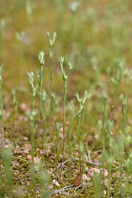 BUITEN BEELD Foto: 442481