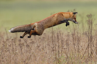 BUITEN BEELD Foto: 442853