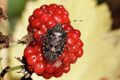 BUITEN BEELD Foto: 442872