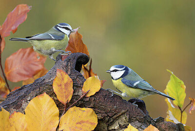 BUITEN BEELD Foto: 443042