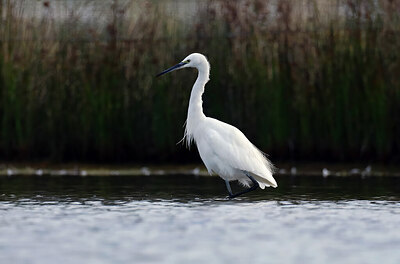 BUITEN BEELD Foto: 443099