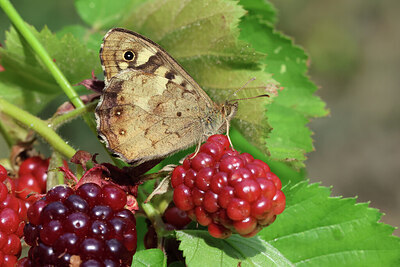 BUITEN BEELD Foto: 443240