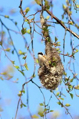 BUITEN BEELD Foto: 443246