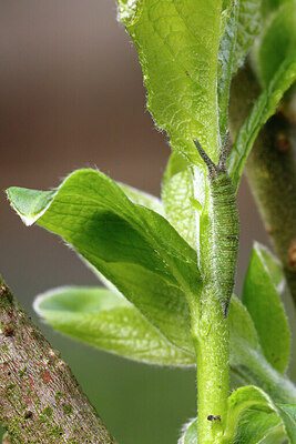 BUITEN BEELD Foto: 443261