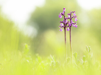 BUITEN BEELD Foto: 443466