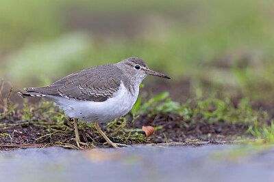 BUITEN BEELD Foto: 443584