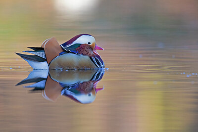 BUITEN BEELD Foto: 443666