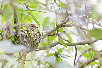 BUITEN BEELD Foto: 443799