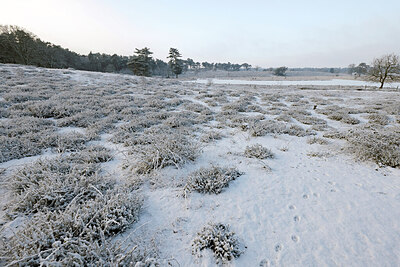 BUITEN BEELD Foto: 443861