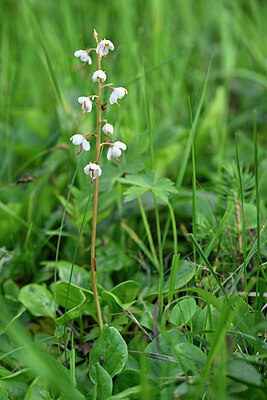 BUITEN BEELD Foto: 446655