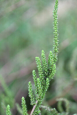 BUITEN BEELD Foto: 447804