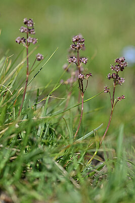 BUITEN BEELD Foto: 447811