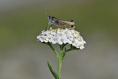 BUITEN BEELD Foto: 449612