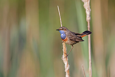 BUITEN BEELD Foto: 450564