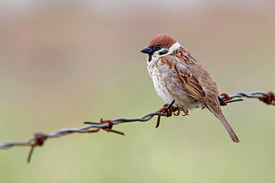 BUITEN BEELD Foto: 450600
