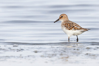 BUITEN BEELD Foto: 450864