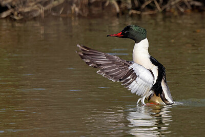 BUITEN BEELD Foto: 450923