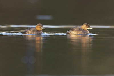 BUITEN BEELD Foto: 451432