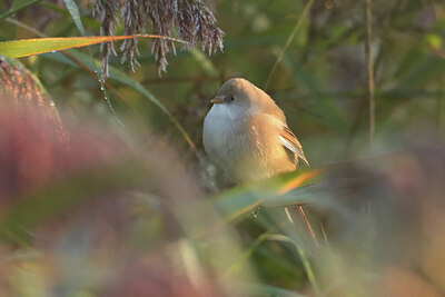 BUITEN BEELD Foto: 451817