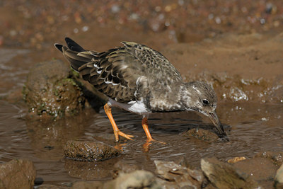 BUITEN BEELD Foto: 46172