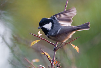 BUITEN BEELD Foto: 48697