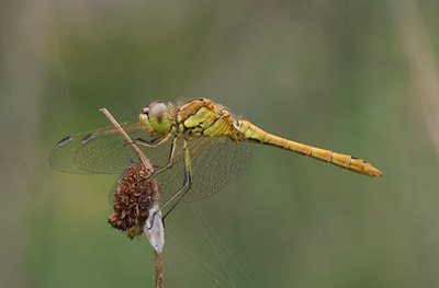 BUITEN BEELD Foto: 4467