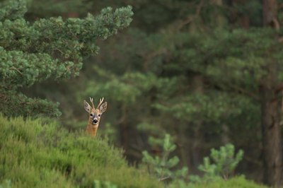 BUITEN BEELD Foto: 51173