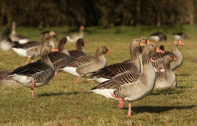 BUITEN BEELD Foto: 52583