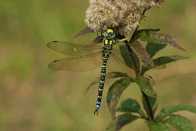 BUITEN BEELD Foto: 53549