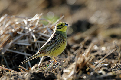 BUITEN BEELD Foto: 53897