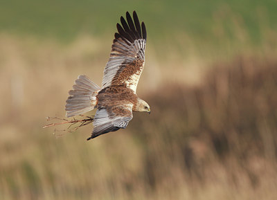 BUITEN BEELD Foto: 54902