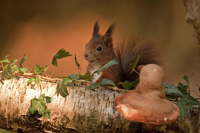 BUITEN BEELD Foto: 55185