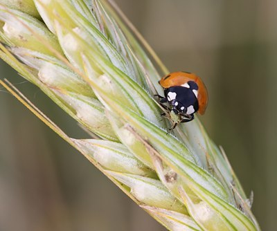 BUITEN BEELD Foto: 61227