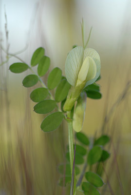 BUITEN BEELD Foto: 64377