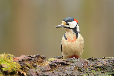 BUITEN BEELD Foto: 64862