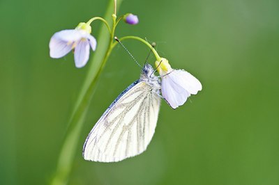 BUITEN BEELD Foto: 64946